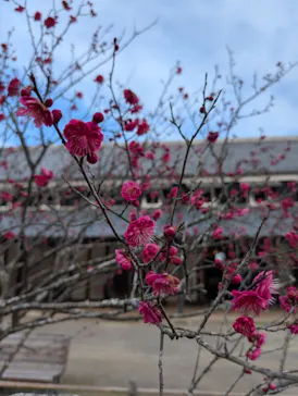 博物館 明治村に投稿された画像（2026/2/15）