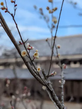 博物館 明治村に投稿された画像（2026/2/15）