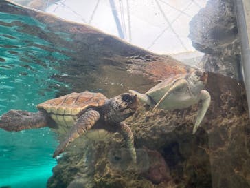 鴨川シーワールドに投稿された画像（2026/2/15）