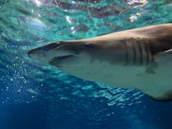 アクアワールド茨城県大洗水族館に投稿された画像（2026/2/15）