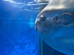 アクアワールド茨城県大洗水族館に投稿された画像（2026/2/15）