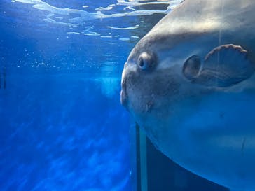 アクアワールド茨城県大洗水族館に投稿された画像（2026/2/15）