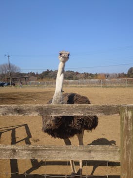 ダチョウ王国石岡ファームに投稿された画像（2026/2/15）