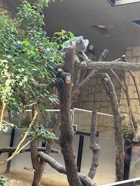 名古屋市東山動植物園に投稿された画像（2026/2/15）