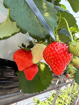 ICHIGOHOUSE.MITAKAに投稿された画像（2026/2/15）