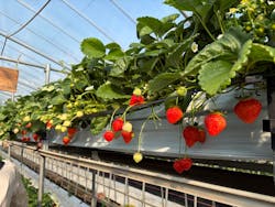 ICHIGOHOUSE.MITAKAに投稿された画像（2026/2/15）