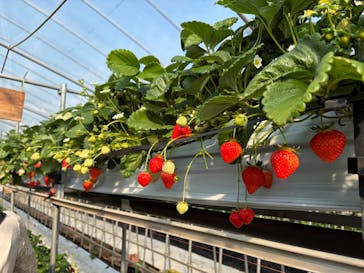 ICHIGOHOUSE.MITAKAに投稿された画像（2026/2/15）