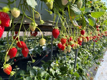 ICHIGOHOUSE.MITAKAに投稿された画像（2026/2/15）