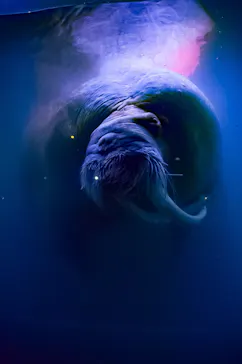 横浜・八景島シーパラダイス　プレジャーランドに投稿された画像（2026/2/15）