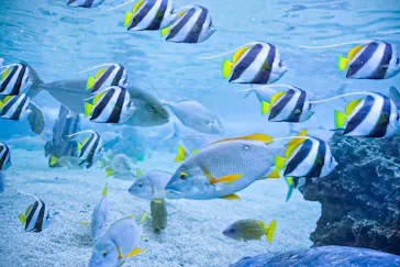 横浜・八景島シーパラダイス　プレジャーランドに投稿された画像（2026/2/15）