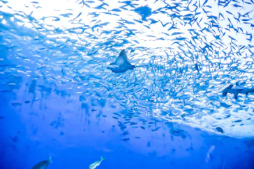 横浜・八景島シーパラダイス　プレジャーランドに投稿された画像（2026/2/15）