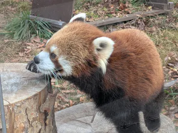 天王寺動物園に投稿された画像（2026/2/15）