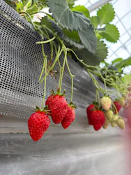 道の駅ひたちおおた店に投稿された画像（2026/2/15）