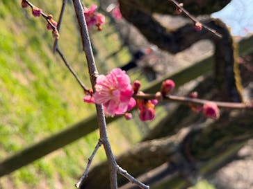 偕楽園本園に投稿された画像（2026/2/15）