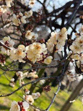 偕楽園本園に投稿された画像（2026/2/15）