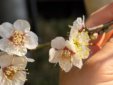 偕楽園本園に投稿された画像（2026/2/15）