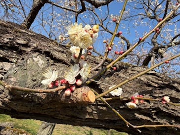 偕楽園本園に投稿された画像（2026/2/15）