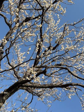 偕楽園本園に投稿された画像（2026/2/15）