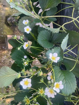 ICHIGOHOUSE.HITACHINAKAに投稿された画像（2026/2/15）