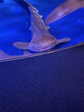 新江ノ島水族館に投稿された画像（2026/2/16）