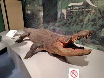 特別展「大絶滅展―生命史のビッグファイブ」に投稿された画像（2026/2/16）