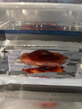 サンシャイン水族館に投稿された画像（2026/2/16）