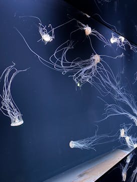 サンシャイン水族館に投稿された画像（2026/2/16）