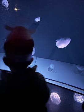 サンシャイン水族館に投稿された画像（2026/2/16）