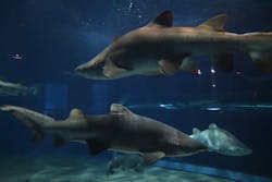 アクアワールド茨城県大洗水族館に投稿された画像（2026/2/16）