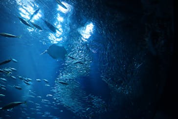 アクアワールド茨城県大洗水族館に投稿された画像（2026/2/16）