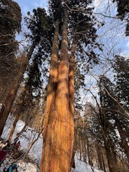 二ツ井町観光協会に投稿された画像（2026/2/16）