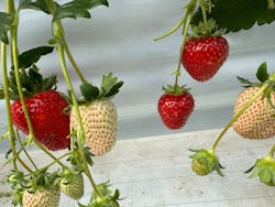 ITADAKI FARMに投稿された画像（2026/2/16）