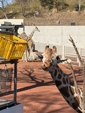 多摩動物公園に投稿された画像（2026/2/16）