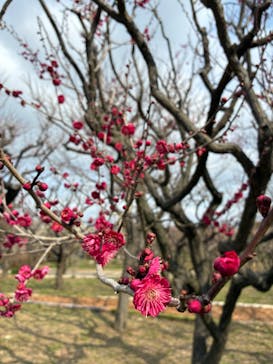 万博記念公園に投稿された画像（2026/2/16）