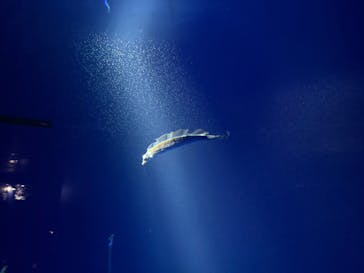 サンシャイン水族館に投稿された画像（2026/2/16）