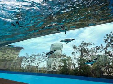 サンシャイン水族館に投稿された画像（2026/2/16）