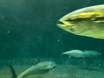 葛西臨海水族園に投稿された画像（2026/2/16）