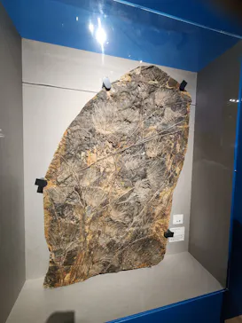 特別展「大絶滅展―生命史のビッグファイブ」に投稿された画像（2026/2/16）