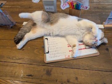 猫カフェモカ　池袋東口店に投稿された画像（2026/2/16）