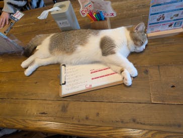 猫カフェモカ　池袋東口店に投稿された画像（2026/2/16）