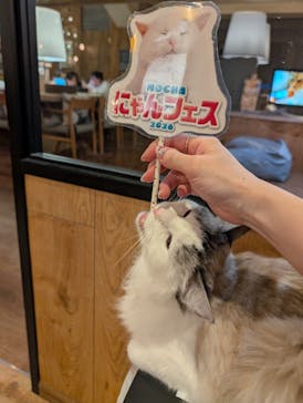 猫カフェモカ　池袋東口店に投稿された画像（2026/2/16）