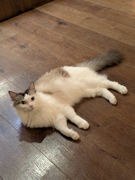 猫カフェモカ　池袋東口店に投稿された画像（2026/2/16）