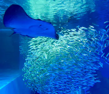 横浜・八景島シーパラダイスに投稿された画像（2026/2/16）