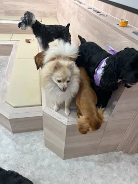 いぬカフェRio 富士見店に投稿された画像（2026/2/16）