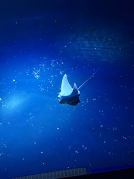 大分マリーンパレス水族館 「うみたまご」に投稿された画像（2026/2/16）