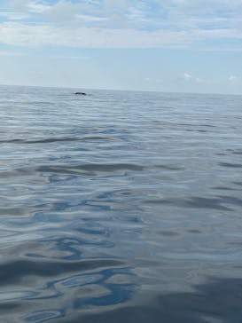 セルリアンブルーに投稿された画像（2026/2/16）