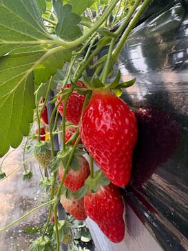 五桂池ふる〜つ村に投稿された画像（2026/2/16）