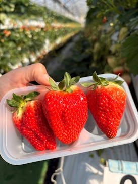 お陽様農園に投稿された画像（2026/2/16）