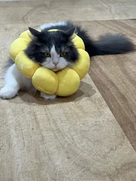 Cat Café MOFF つかしん店に投稿された画像（2026/2/16）