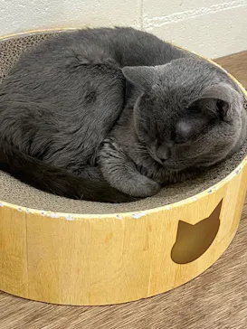 Cat Café MOFF つかしん店に投稿された画像（2026/2/16）